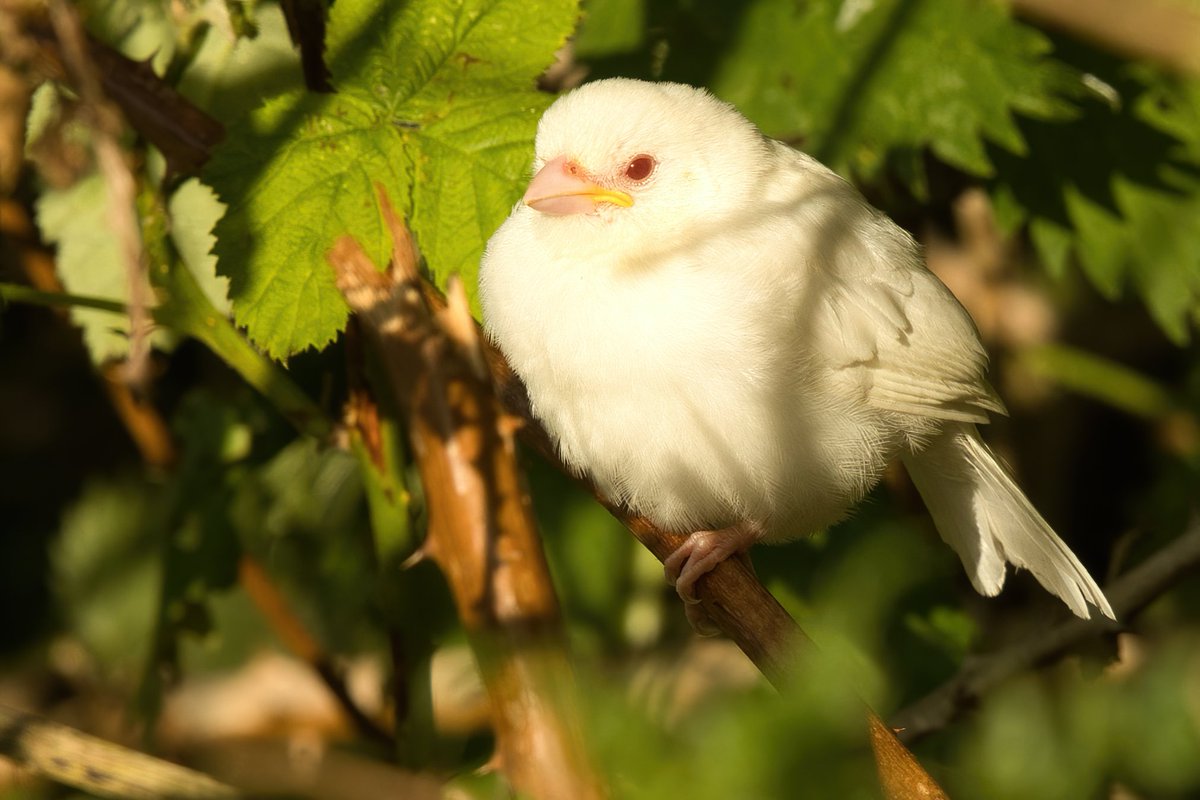 Gerry Capelin tweet media