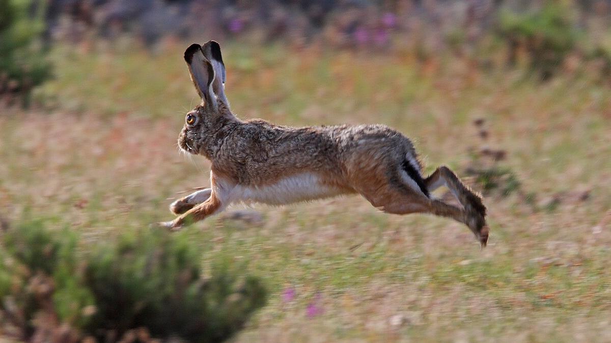 El IREC <a href="/IREC_CSIC_UCLM/">IREC (CSIC, UCLM, JCCM)</a> constata el impacto negativo de la mixomatosis en las poblaciones de liebre ibérica. i.mtr.cool/rqzgfyqurd