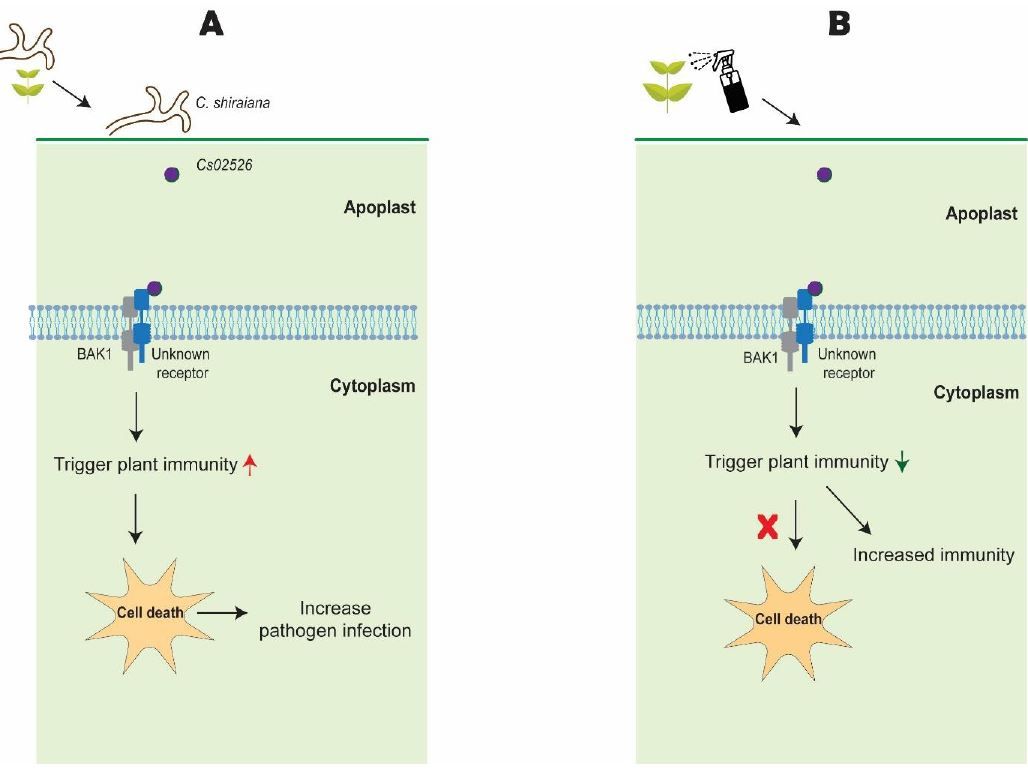 NEWS & VIEWS: Cs02526 effector: A Double-Edged Sword in Mulberry - pathogen Interactions (Ritu Singh) buff.ly/4ehIx0u @ASPB #PlantSci