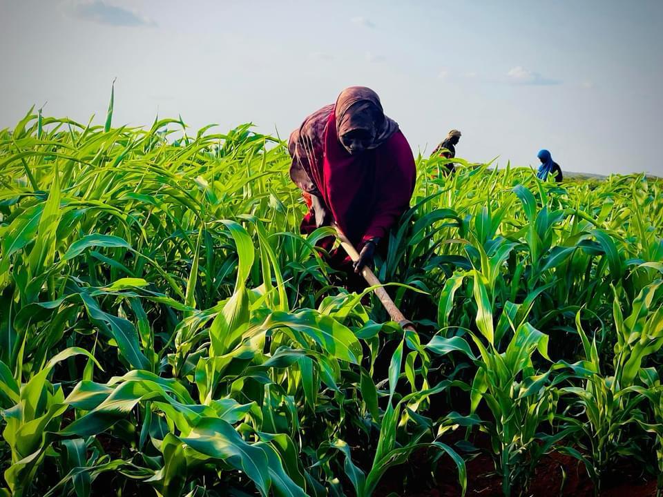 How Kobciye project impacted kabasa IDps of dollow 
1.Enhanced Crop Quality
2.Increased Resilience to Climate Change
3.Sustainable Resource Management Improved Food Safety and Hygiene
4.Community Development and Knowledge Sharing 
5.Improved food and Nutrition