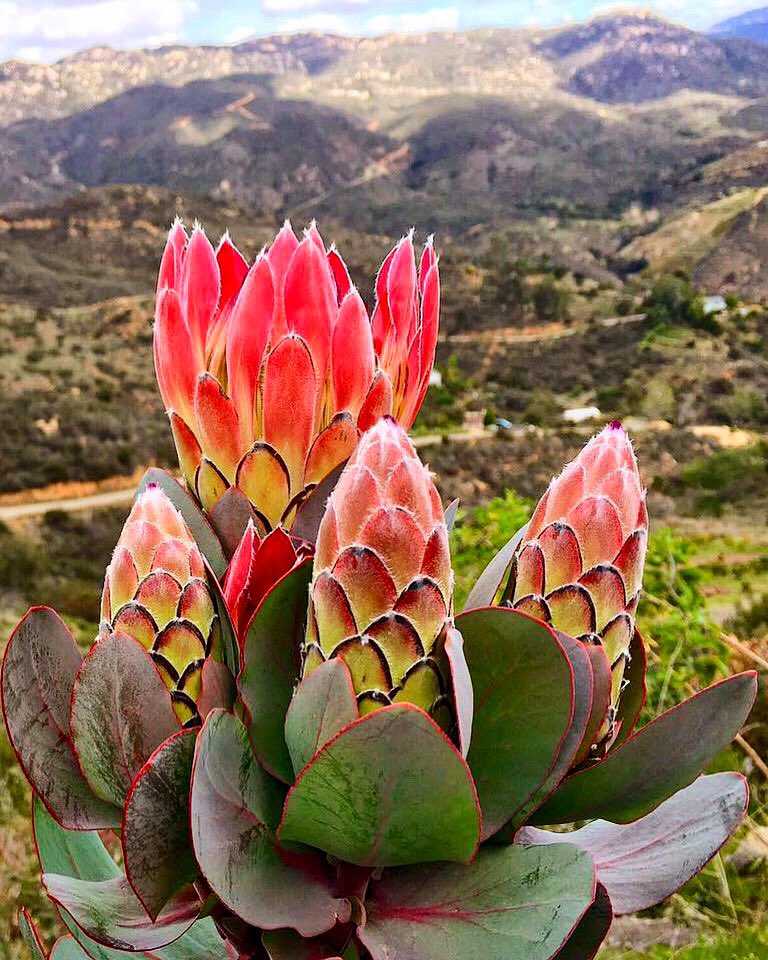 DianaR_Resendiz's tweet photo. Ready to transition to summer #protea? 🍃🌷🌿 #Eximia or also called rosespoon, ray-flowered protea, and broad-leaf sugarbush are budding & blooming! These large, colorful #flowers have spoon-shaped bracts of reddish-pink + a soft central dome exposing a purplish wine color. https://t.co/J2d7UIxYfP