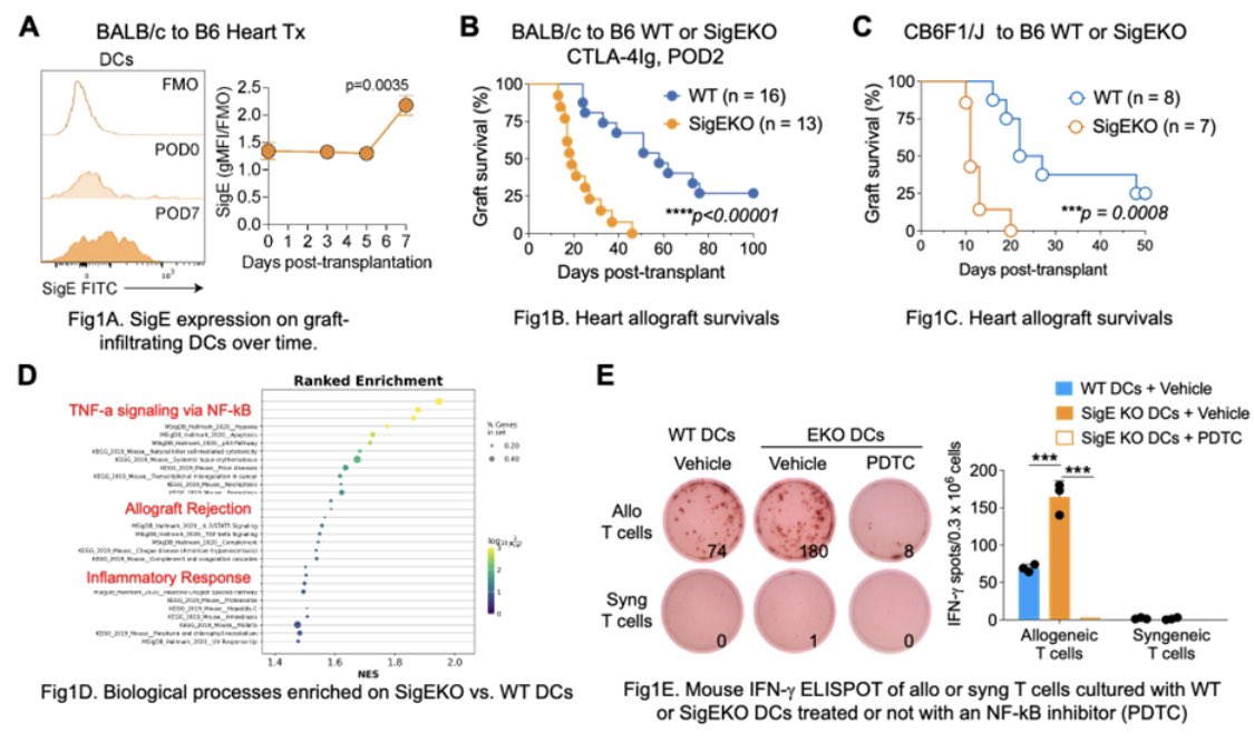 Adnan Sharif (@adnansharif1979) on Twitter photo Very elegant set of experiments from <a href="/LVRiella/">Leonardo V. Riella</a> lab at <a href="/mgh_transplant/">Mass General Transplant</a> presented at #ATC2024Philly. 👏🏽
Inhibition of Inflammatory Responses by sialic acid-binding immunoglobulin-like lectin E (Siglec-E) in Cardiac Allograft Rejection.
Potential new therapeutic target??? 🤔 🤞🏽 Very elegant set of experiments from <a href="/LVRiella/">Leonardo V. Riella</a> lab at <a href="/mgh_transplant/">Mass General Transplant</a> presented at #ATC2024Philly. 👏🏽
Inhibition of Inflammatory Responses by sialic acid-binding immunoglobulin-like lectin E (Siglec-E) in Cardiac Allograft Rejection.
Potential new therapeutic target??? 🤔 🤞🏽