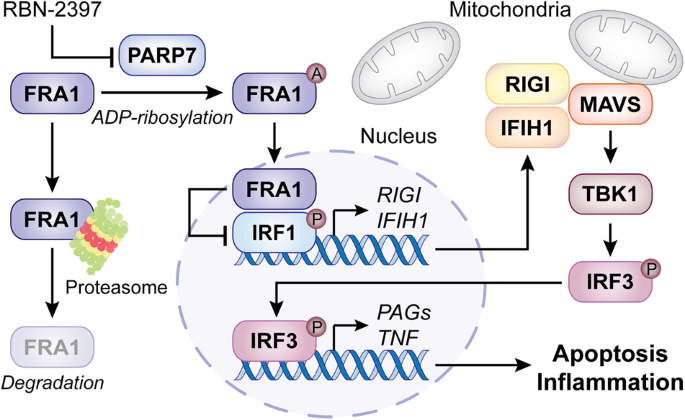 deadoc80's tweet photo. Happy to share our recent commentary on PARP7 and #cancer #immunity now out at @SpringerNature CMI! https://t.co/13y358fz8t Kudos to Flavie #offtwitter and @EmmaGuilbaud. @WCM_MeyerCancer @WCMEnglanderIPM @WeillCornell https://t.co/uZYLrMnbUg