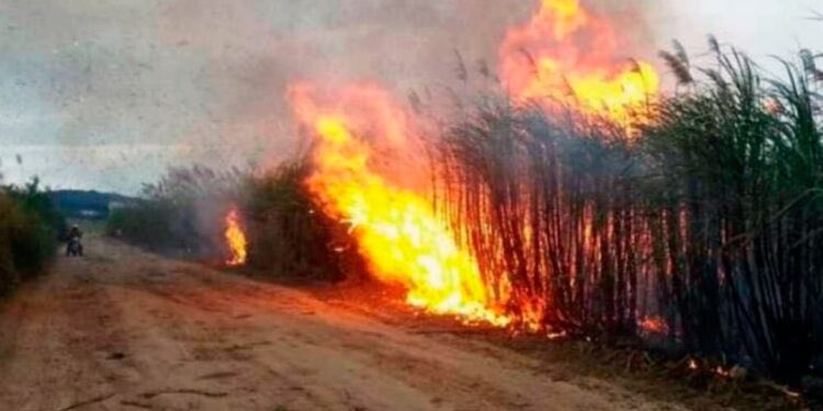 Zafra en Tucumán: hacia una cosecha más sostenible
 
El ing. Juan Fernández de Ullivarri, investigador de la <a href="/eeaocoficial/">EEAOC</a> dio algunos detalles respecto a los diferentes prácticas que se utilizan durante la zafra. 
suenaacampo.com/2024/06/04/zaf…