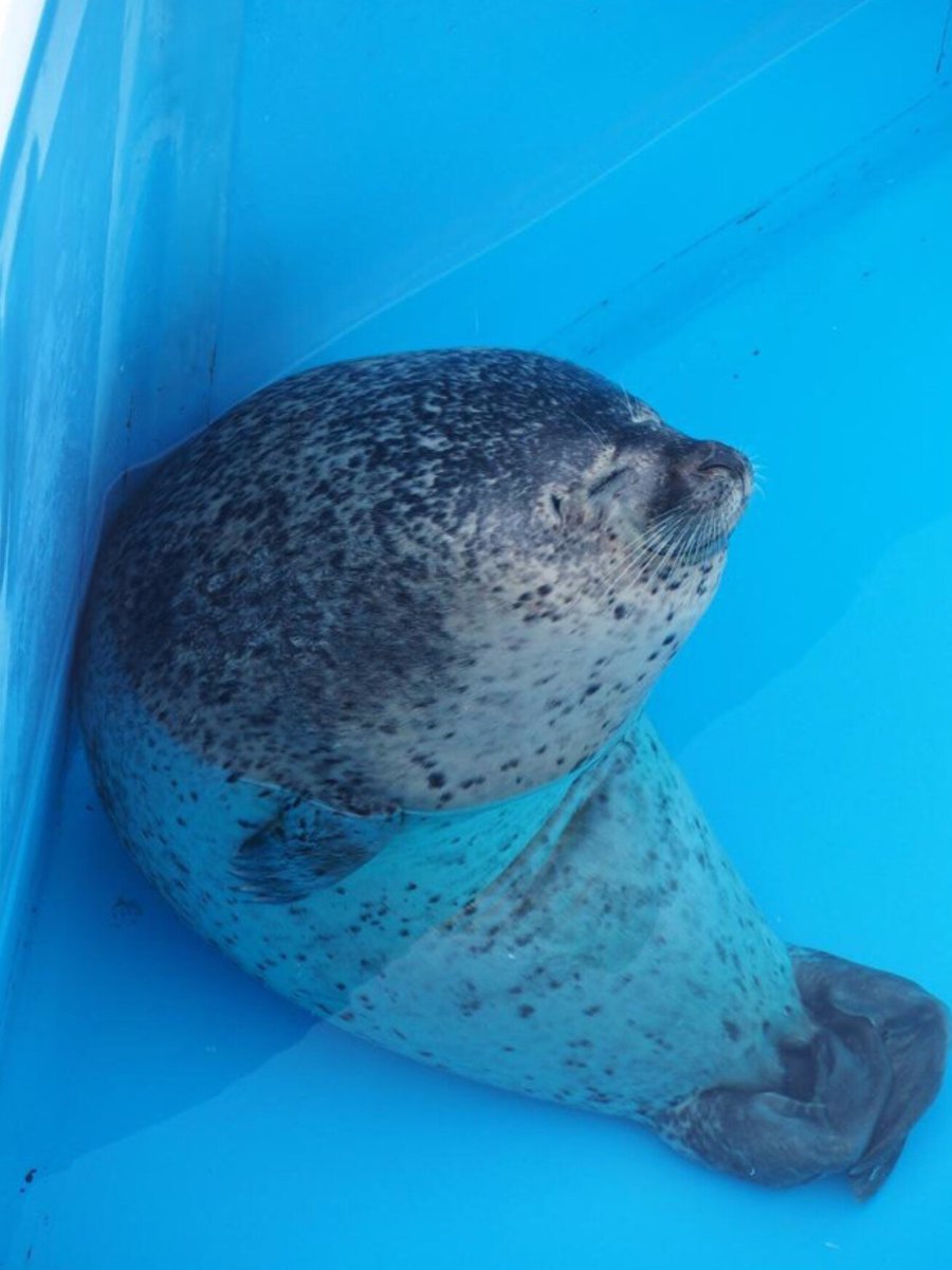 dailyseals's tweet image. 