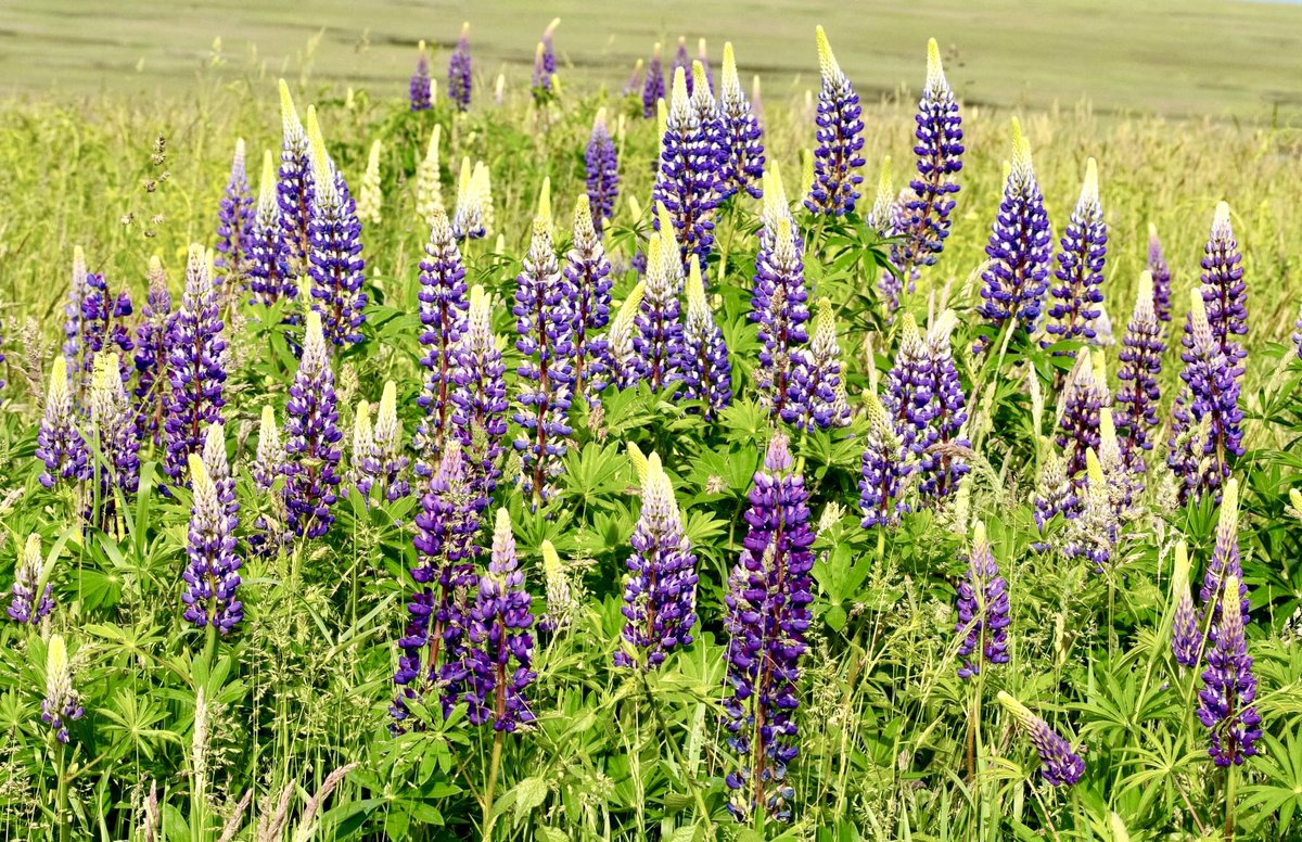 Lupines Fort Hill #CapeCod By ~ Timothy Kearney