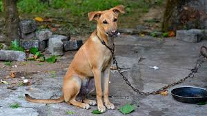 castr6738's tweet photo. #39canimals Animal neglect can be either intentional or unintentional which shows that sometimes neglect is not intentional but it still harms dogs or other animals. Signs of neglect include lack of shelter or untreated medical conditions. 
https://t.co/2CzNy0JgkB https://t.co/GScZx4eOiC
