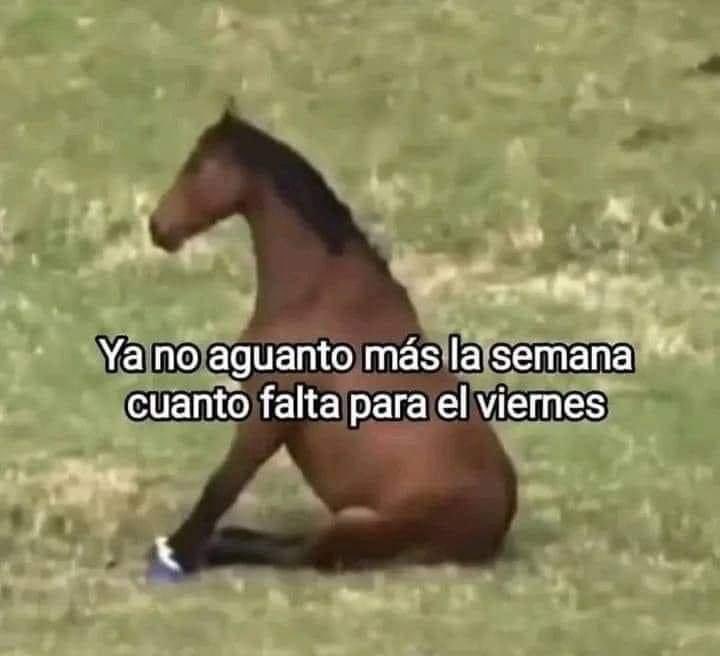 ElJeringasLoko's tweet photo. lo pago https://t.co/lP6zp7pXeC
