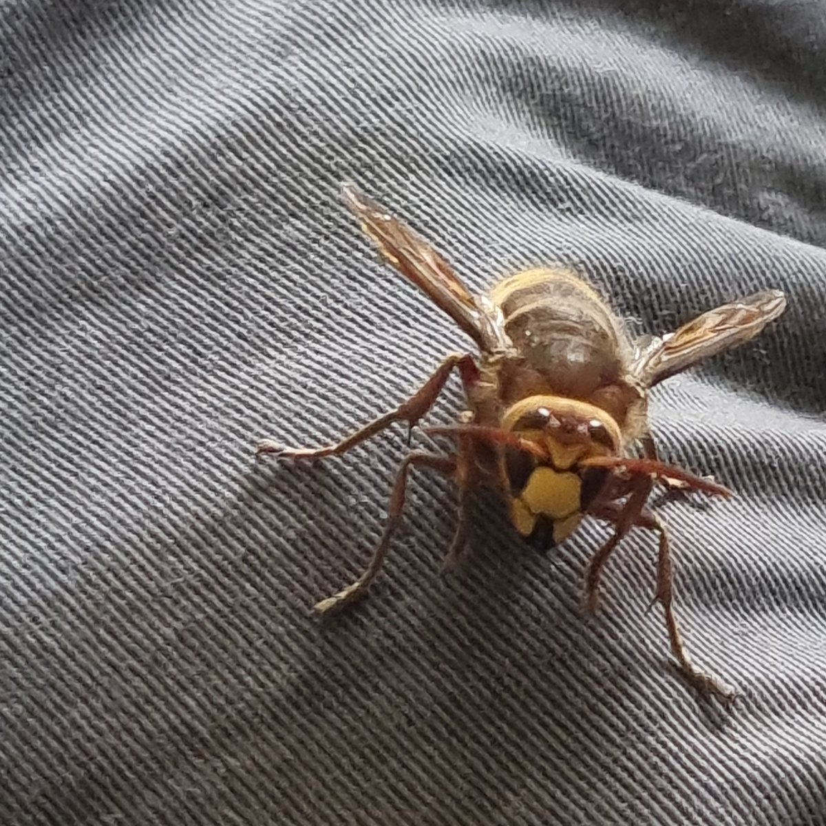 This appeared on my lap and stayed for a while. Used a piece of tissue paper wrapped it and took it outside. There has been a warning of a dangerous insect don't know if this was one