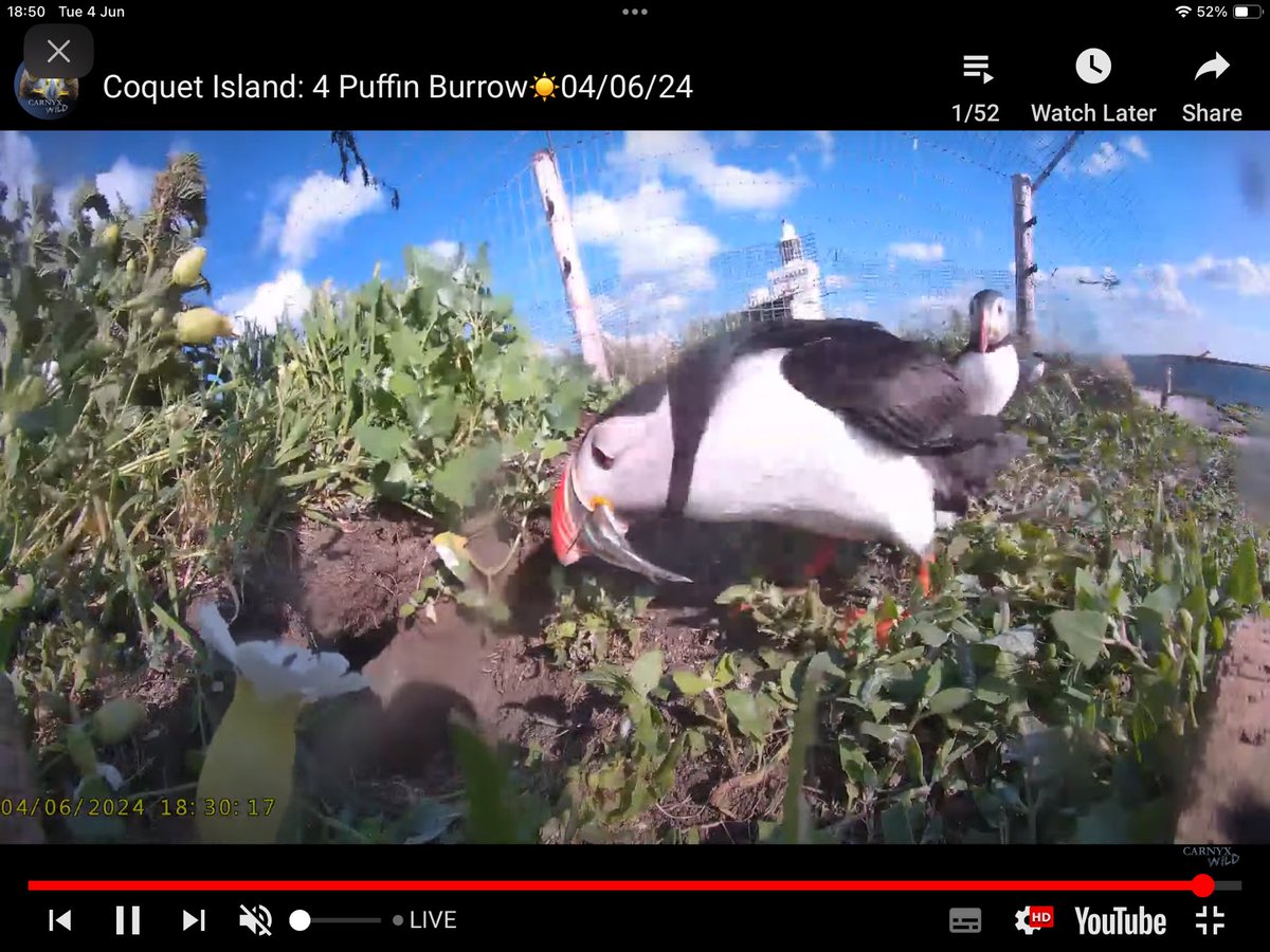 AmblePuffinFestival tweet media