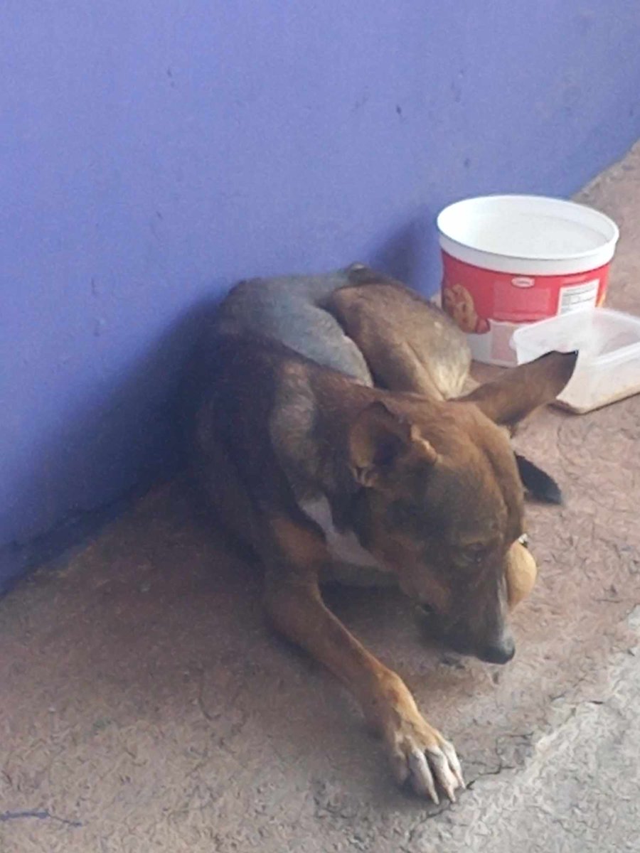 lamanadadepick's tweet photo. #SERVICIOSOCIAL
Perrito atropellado en quezaltepeque por la entrada a la Col. Las crucitas. Necesita ayuda urgente, dicen los vecinos que fue atropellado por un carro y que es callejerito. no puede caminar  se ve desnutrido y tiene garrapatas. Ayuda por favor.
Contacto 76737266 https://t.co/C4ILNCTQmR