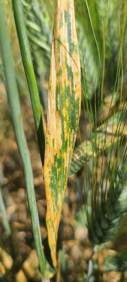 Visite sous le 🌞 de 2 sites #blédur de #ragt dans le cadre du GIE. #Rouilles, #microdochium, #septo and co... Une année "ideale" pour un phytopathologiste 😅 et pour selectionner les variétés de demain. un grand merci à Frédéric pour l'accueil! <a href="/mcochard_FD/">Michael Cochard</a> <a href="/Arvalisofficiel/">ARVALIS</a>