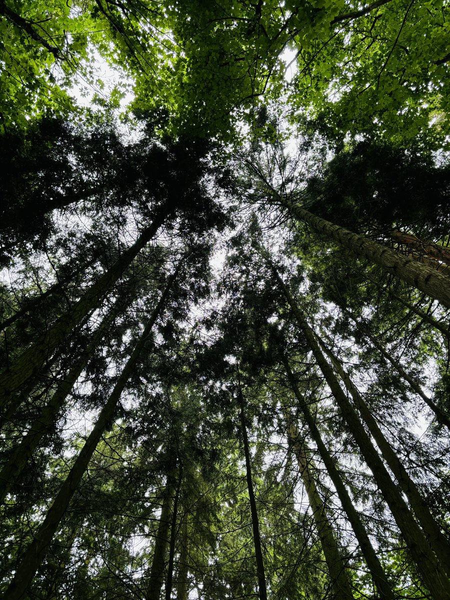 Miss_pettitt_VM's tweet photo. Amazing Forest School CPD training today with @UOLchris…tools, ropes, fire, nature and the fundamentals of play in the most wonderful woodland setting #principlesofplay @LFP_MissFreeman @Lea_Forest_HT @AETAcademies @mrsrmurad @lea_forest_curr https://t.co/fuEKpl8HHB