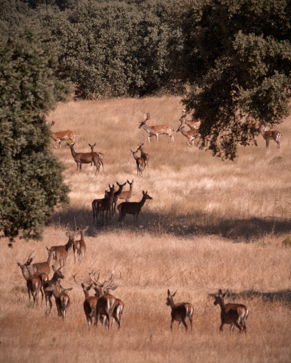 Dando un paseo por el campo.

#valdepalacioshotel #hotellife #hotelescapada #valdepalacios #luxurylifestyle #relax #hoteldelujo #hoteldelujoenelcampo #animales #naturaleza