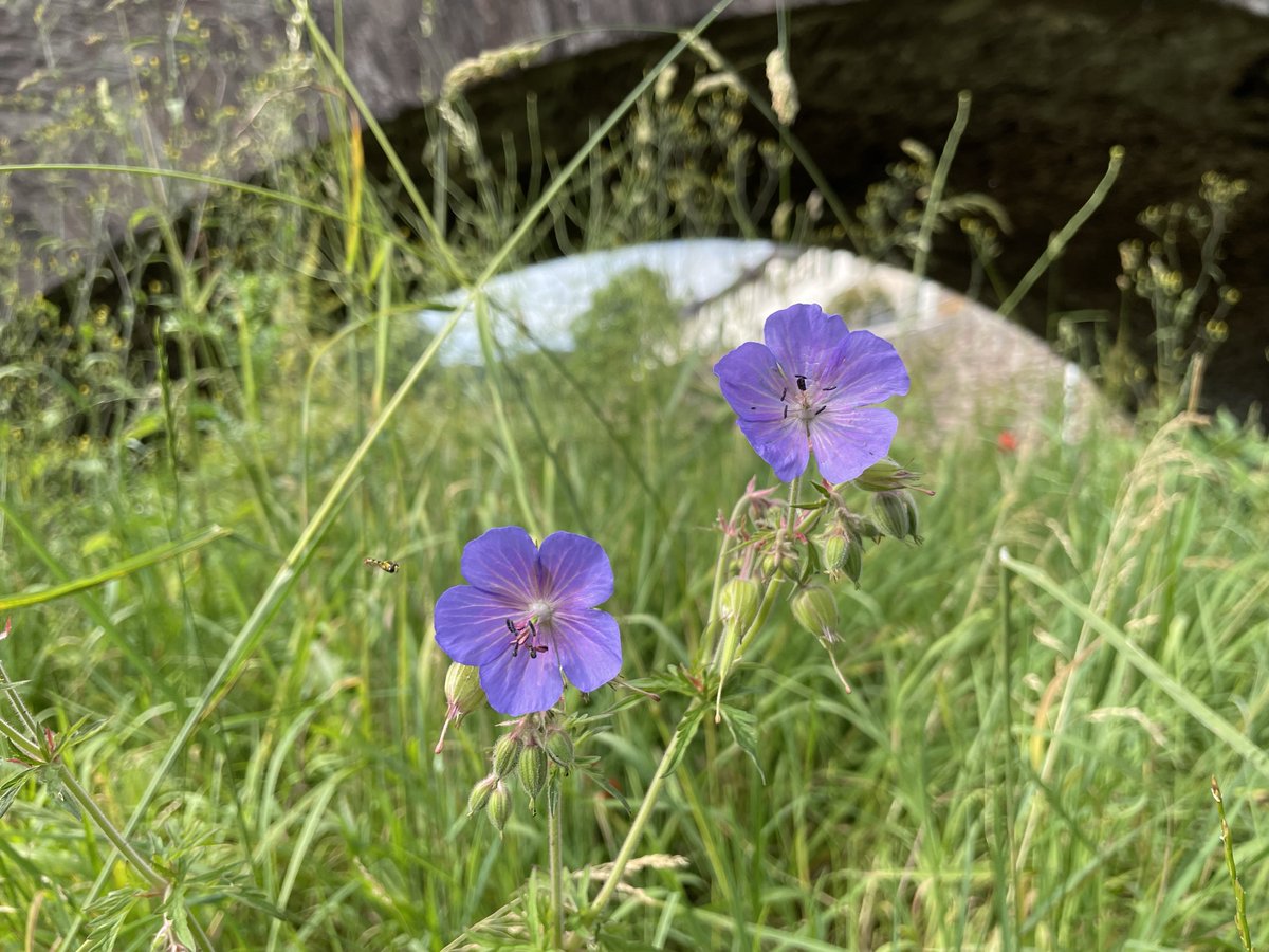 Blaenau Gwent CBC (@blaenaugwentcbc) on Twitter photo We're pleased to announce that the Nature Isn’t Neat is returning to Blaenau Gwent for 2024.
Read more 👉 blaenau-gwent.gov.uk/en/news/nature…
<a href="/natureisntneat/">Nature Isn't Neat</a> <a href="/GwentGreenGrid/">Gwent Green Grid</a>
#biodiversity We're pleased to announce that the Nature Isn’t Neat is returning to Blaenau Gwent for 2024.
Read more 👉 blaenau-gwent.gov.uk/en/news/nature…
<a href="/natureisntneat/">Nature Isn't Neat</a> <a href="/GwentGreenGrid/">Gwent Green Grid</a>
#biodiversity
