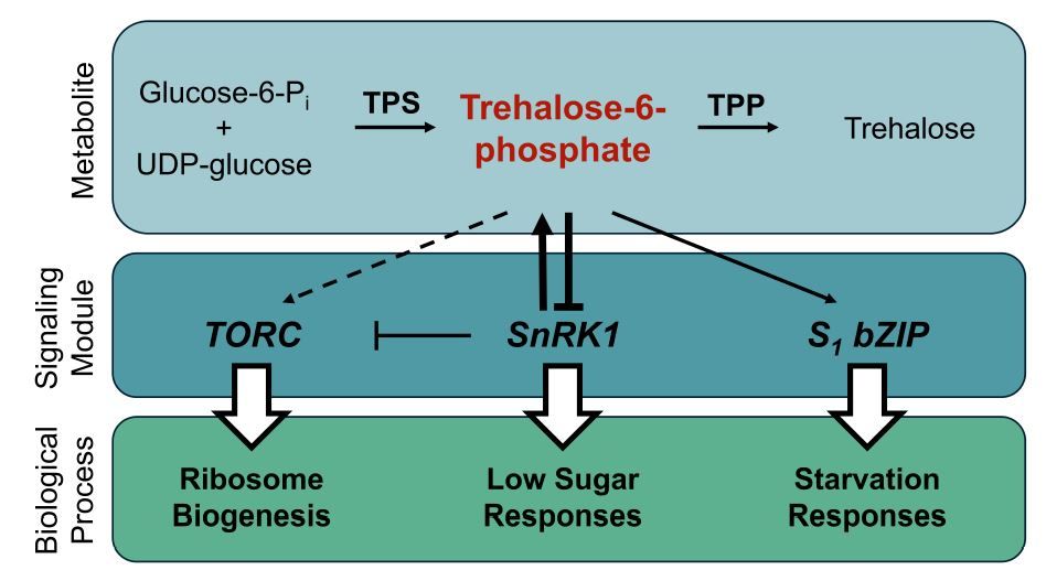 NEWS & VIEWS: Trehalose or Not-Trehalose: The Question of Direct vs. Indirect Transcriptional Responses to the sugar trehalose-6-phosphate (Thu M Tran, Kyle W Swentowsky) buff.ly/3yLFfCk @Kswentowsky @ASPB #PlantSci