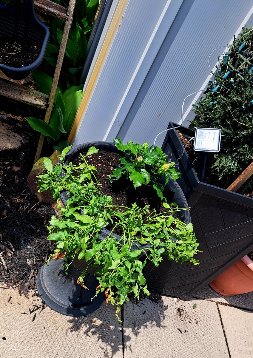 InkedDeviant's tweet photo. It's A Puttering Afternoon Deadheading, Splitting, RePotting & Moving A Few Things To My Tiny Front Porch...๐๐ผ
#tinyjungle https://t.co/gGYFh8mGzZ
