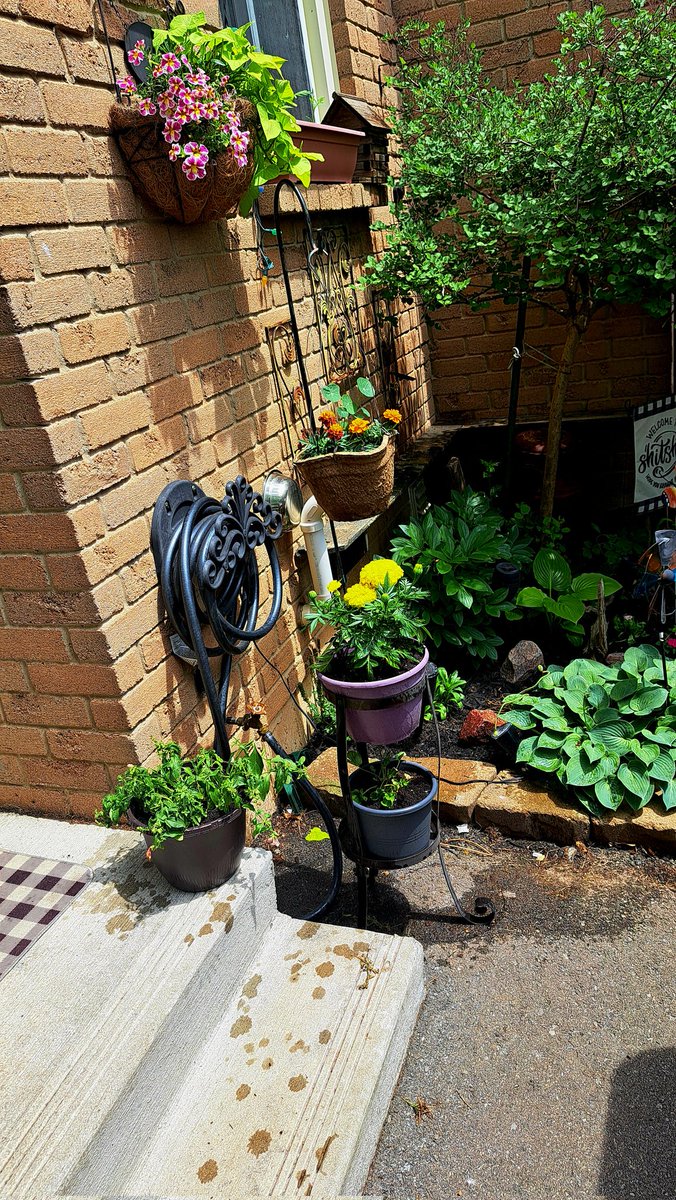 InkedDeviant's tweet photo. It's A Puttering Afternoon Deadheading, Splitting, RePotting & Moving A Few Things To My Tiny Front Porch...๐๐ผ
#tinyjungle https://t.co/gGYFh8mGzZ