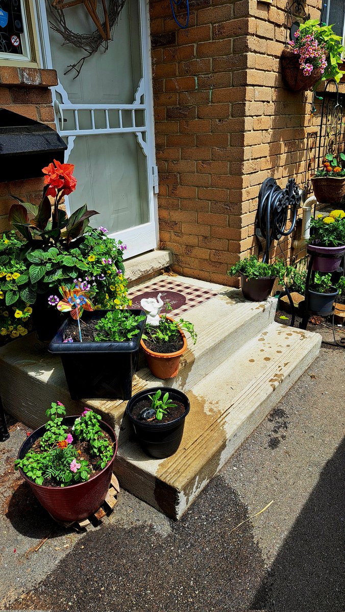 InkedDeviant's tweet photo. It's A Puttering Afternoon Deadheading, Splitting, RePotting & Moving A Few Things To My Tiny Front Porch...๐๐ผ
#tinyjungle https://t.co/gGYFh8mGzZ