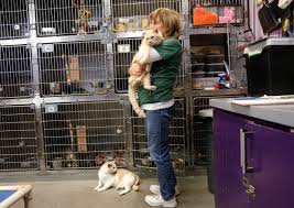 castr6738's tweet photo. #39canimals High kill rates cause a lot of dogs to get put down every day. One way to solve this is a no-kill policy which will help save dogs from getting put down. No kill policies boost adoption rates which can really help more animals get adopted.

 https://t.co/JRMEJR4Ajx. https://t.co/vegc6Dwz5H