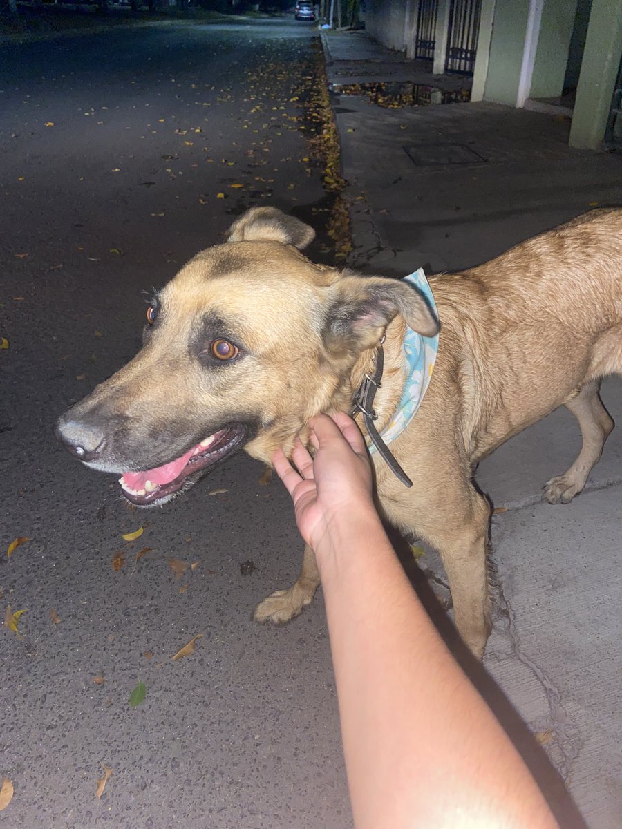 BravooNicolee's tweet photo. Personas del internet en Queretaro hagan lo suyo. Me encontré a esta perrita en Tejeda entre Paseo Amsterdam y Paseo de Bonn. Trae collar y pañoleta pero no tiene placa. Se nota que es de casa y se acababa de salir. 🥺
Ayúdenme a compartir y encontrar a su familia ❤️‍🩹 https://t.co/apSkFaZCmu