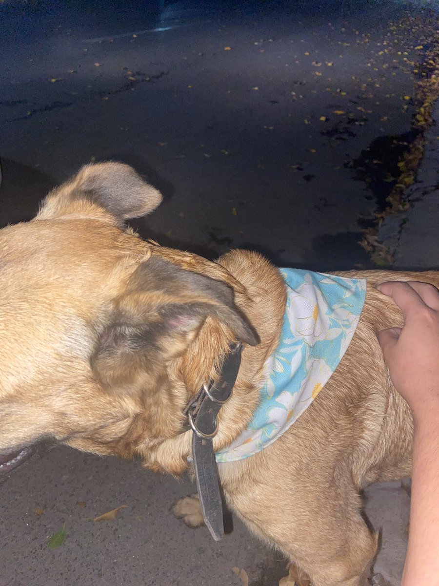 BravooNicolee's tweet photo. Personas del internet en Queretaro hagan lo suyo. Me encontré a esta perrita en Tejeda entre Paseo Amsterdam y Paseo de Bonn. Trae collar y pañoleta pero no tiene placa. Se nota que es de casa y se acababa de salir. 🥺
Ayúdenme a compartir y encontrar a su familia ❤️‍🩹 https://t.co/apSkFaZCmu