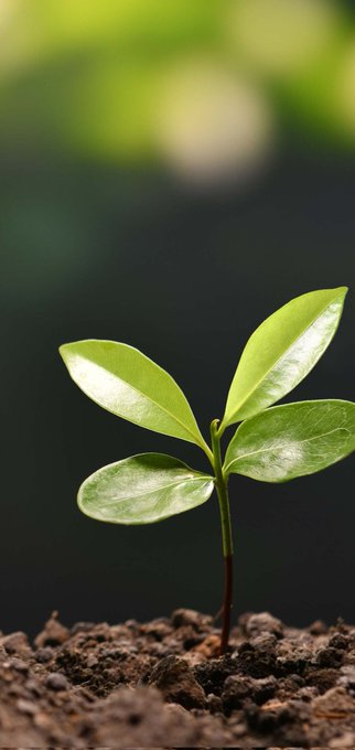 🌱I am like this flower🌱  ❤️Je suis comme cette fleur❤️ #MusicIsLife #NatureInspired https://t.co/vwd<a href="/tag/musicislife"class="tags"><span>#musicislife</span></a><a href="/tag/natureinspired"class="tags"><span>#natureinspired</span></a>