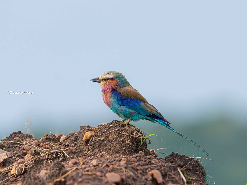Lilac-breasted Roller
A chunky, large-headed bird with a lilac breast, rusty cheeks, and spring-green crown. It has an amazing display flight which includes side-to-side rolling, which gives rollers their name.
Captured from 📍Masai Mara National reserve 
#Birdsphotography