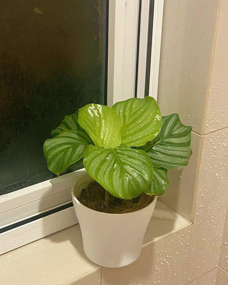 If there is a place that is best for growing green apple arrowroot, it must be the bathroom! ☘️☘️