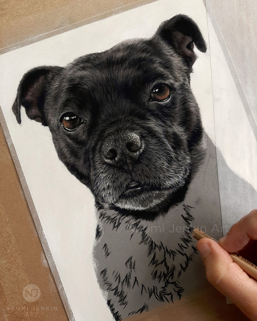 NaomiJenkinArt's tweet image. Meet Maggi, a super sweet and very loving companion who is simply loved to bits by her family. Loved drawing her sweet little face 🥰.

"Maggi" - 8 x 10 inches, pastels

#staffydog #staffylove #staffordshirebullterrier #dogportrait #dogartist #petportrait #petportraitartist