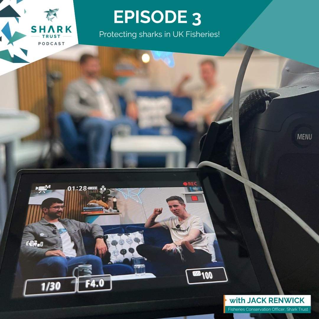Episode 3 is out! 😱 The Shark Trust Podcast is available on all major platforms! FULL video versions are on our YouTube channel! 🎙️ In this episode, Mark talks to Fisheries Conservation Officer, Jack Renwick about the different aspects of shark and ray conservation in the UK!