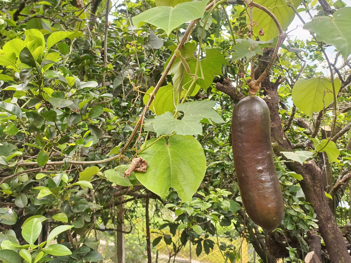Casi lista la cosecha de melocotón largo, creciendo alrededor de mandarina y guayaba. 

#planta #arbol #nature #frutas #nature #agricultura