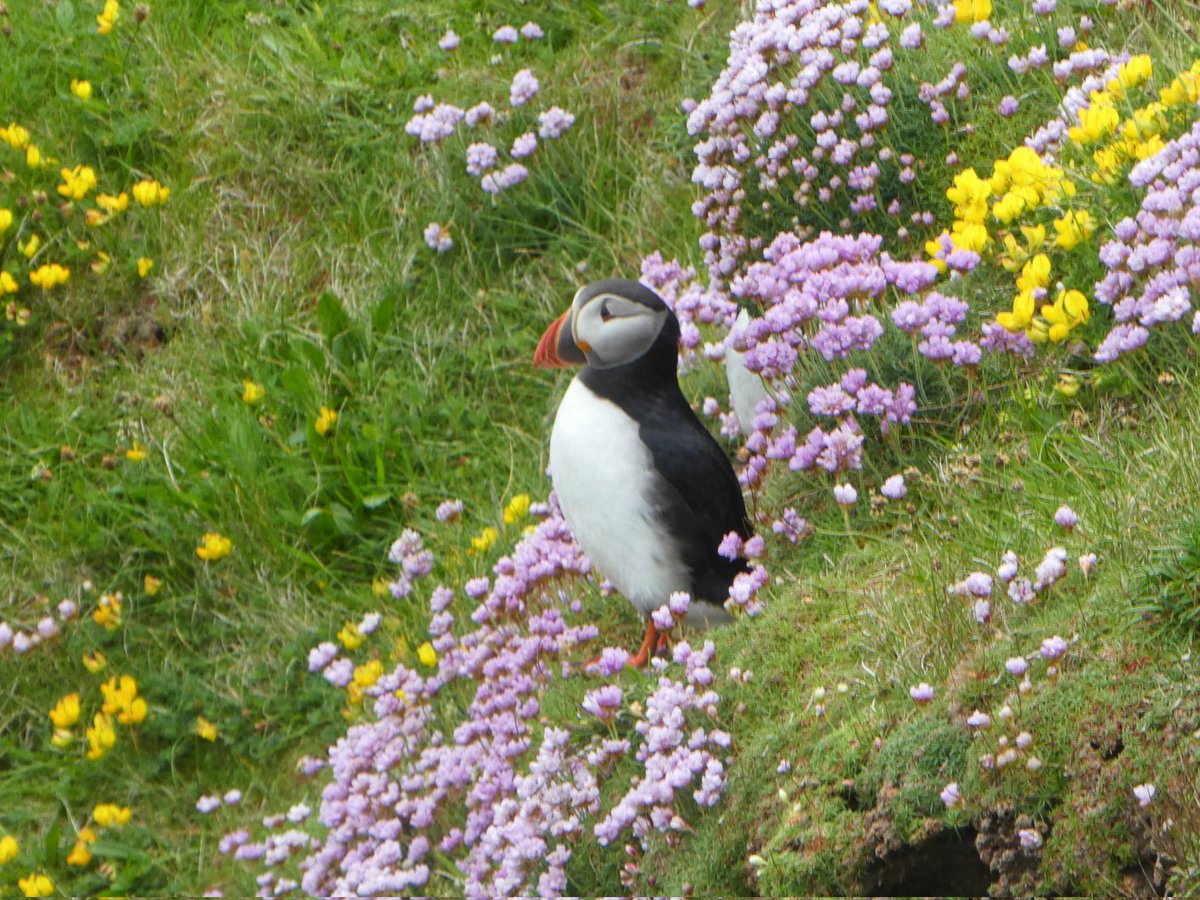 This is the most colourful time of year #Shetland