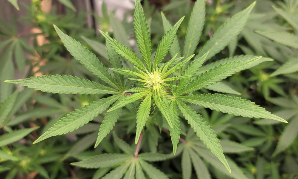 DeSantis Reportedly Plans To Veto Florida Hemp Ban In Hopes Industry Will Help Defeat Marijuana Legalization Ballot Initiative  😯 
tinyurl.com/2dzgb69f
 #Bill #CannabinoidProducts #Florida #HempIndustry #Governor