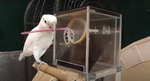 castr6738's tweet photo. #WhatIlearnedinWR60 Another topic that stuck with me was how smart birds really are. While watching the Bird Brain documentary I was shocked as to how smart birds are and how they can easily complete very complex tasks. https://t.co/esCeME3yXX