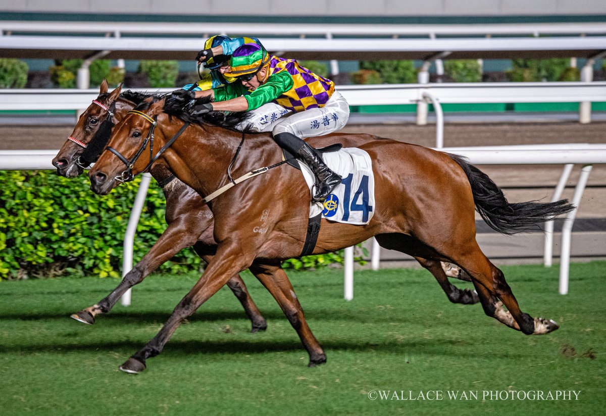 Wallacewanck's tweet photo. Lost Child ridden by Ben Thompson and trained by Michael Chang wins Race 11 at Shatin on Sunday.
#Horse #hkracing #hkphotographer #art #horsephoto #調教師 #horseracing #jockeys #騎手 #競馬場 #shatinracecourse #HorseRacing #gallop #benthompson https://t.co/A8qbnIRTcU