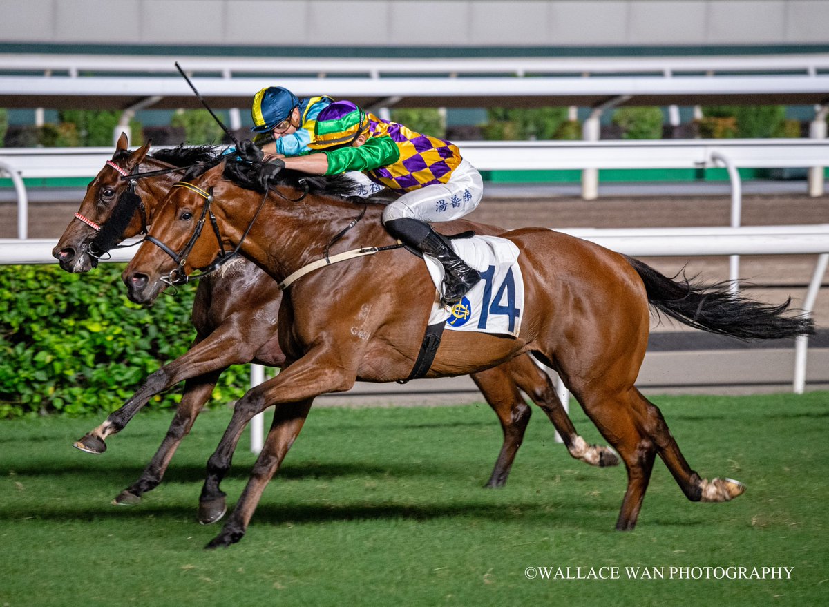 Wallacewanck's tweet photo. Lost Child ridden by Ben Thompson and trained by Michael Chang wins Race 11 at Shatin on Sunday.
#Horse #hkracing #hkphotographer #art #horsephoto #調教師 #horseracing #jockeys #騎手 #競馬場 #shatinracecourse #HorseRacing #gallop #benthompson https://t.co/A8qbnIRTcU