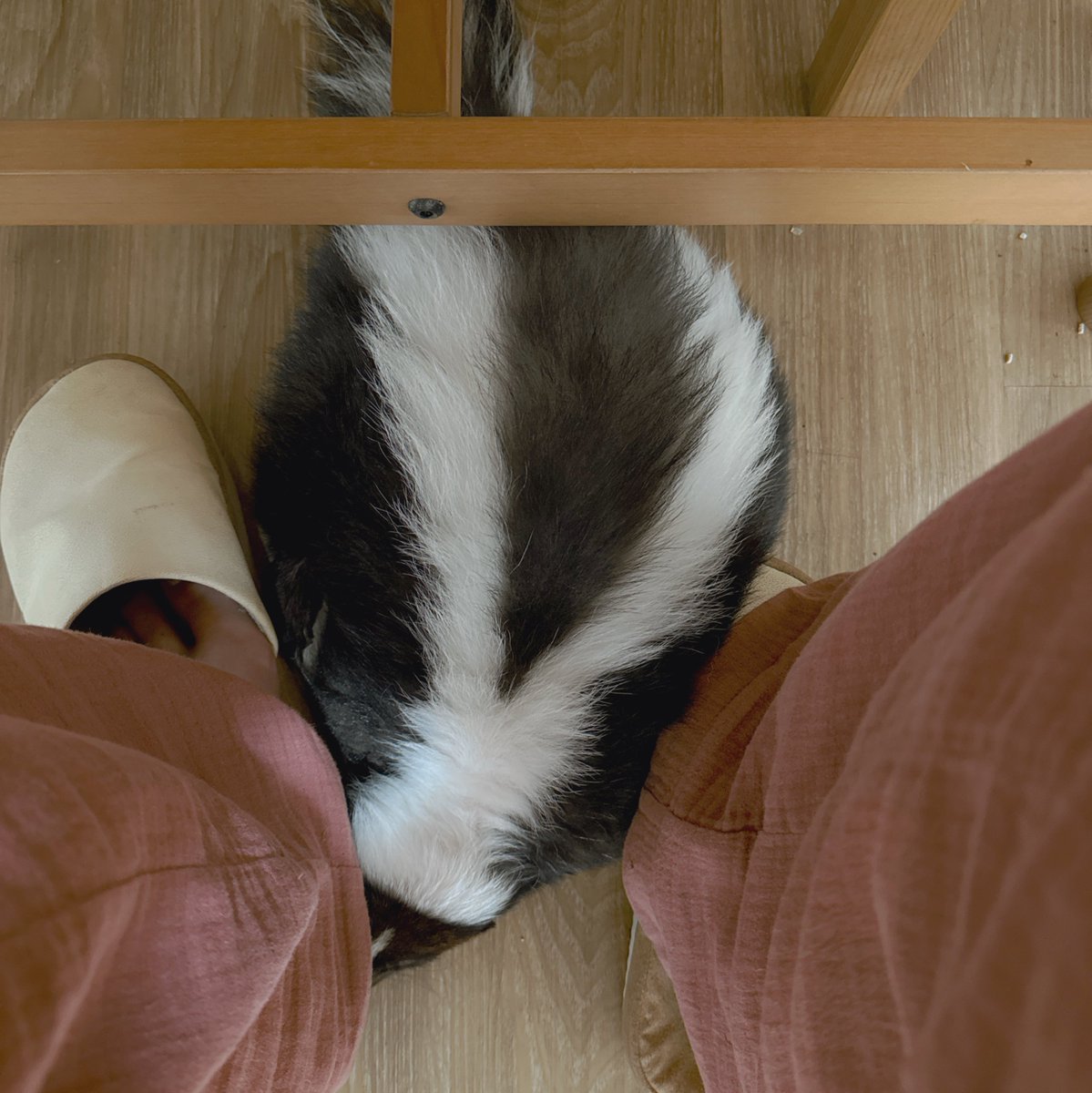 potahoku's tweet photo. 今日のパンジー🦨
換毛期はまだ続いています🪮

#skunks #skunk #スカンク #シマスカンク #pansy #パンジー #スカンクのパンジー https://t.co/maD8s6HuRH
