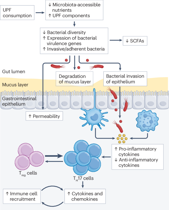 Los ultraprocesados alteran la microbiota, propiciando la degradación d la capa mucosa, el aumento d permeabilidad intestinal y la invasión bacteriana dl epitelio gastrointestinal, induciendo un estado inflamatorio q se asocia potencialmente con enfermedades autoinmune s
#dieta