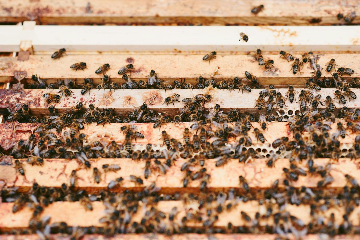 beecarenatural's tweet image. Sustainable #ApiaryManagement crucial for #planet &amp;amp; #bees! 🌍🍯 Embrace #ecofriendly practices: natural #pestcontrol, #florapreservation, #habitat provision. Let's beekeep responsibly for a sweeter, greener future!

Learn more - cutt.ly/9etKbhwX

#BeecareNaturals