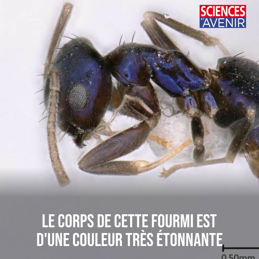 Le corps de cette fourmi est d'une couleur très étonnante 👉 l.sciencesetavenir.fr/8qV