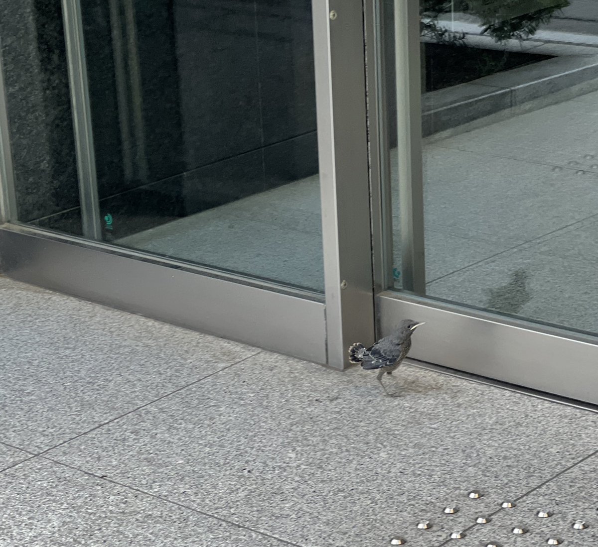 cimeon's tweet photo. これはなんという鳥だろう。
ヒヨドリのヒナ？
今日、お昼を買いに出たら、新宿通りの添いのビルの入り口の前で行ったりきたりする小鳥がいた。入りたいわけでもないようだけど、必死に飛び上がってガラスの向こうを見ようとしていた。どうすることも出来ず立ち去ったけど、大丈夫だったかな？ https://t.co/NkaMoBrKlm