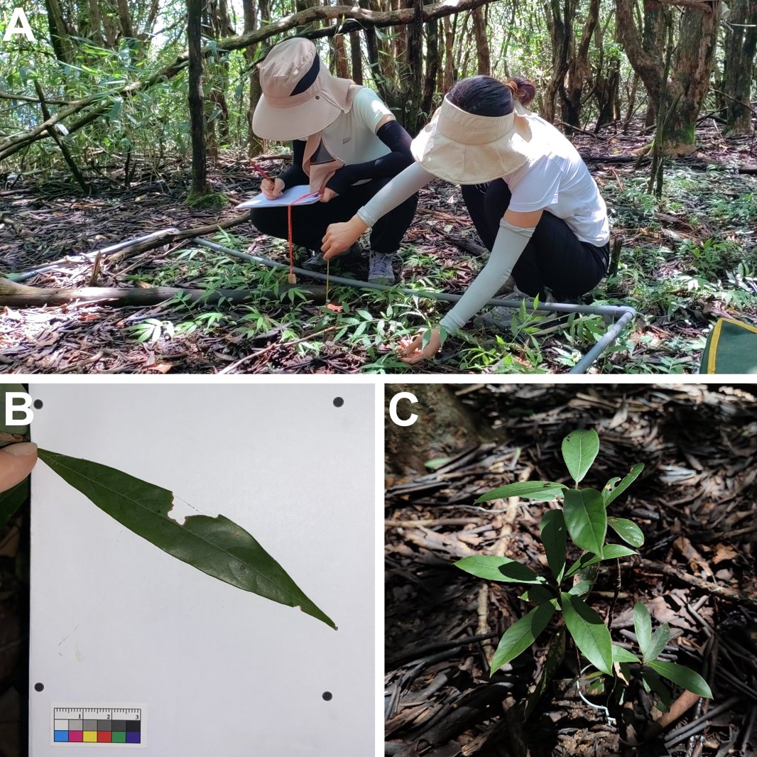 Botanical Society of America (@botanical_) on Twitter photo Insect #herbivory on woody broadleaf seedlings along a subtropical elevational gradient supports the resource concentration hypothesis
New #AJB research by <a href="/Xiaoranwwww/">Xiaoran Wang</a>, Lin Chen, Hongwei Zhang, <a href="/jzhang1982/">Jian Zhang</a>, et al.
doi.org/10.1002/ajb2.1… #botany <a href="/wileyplantsci/">Wiley Plant Science</a> <a href="/WileyEcolEvol/">Wiley Ecology & Evolution</a> Insect #herbivory on woody broadleaf seedlings along a subtropical elevational gradient supports the resource concentration hypothesis
New #AJB research by <a href="/Xiaoranwwww/">Xiaoran Wang</a>, Lin Chen, Hongwei Zhang, <a href="/jzhang1982/">Jian Zhang</a>, et al.
doi.org/10.1002/ajb2.1… #botany <a href="/wileyplantsci/">Wiley Plant Science</a> <a href="/WileyEcolEvol/">Wiley Ecology & Evolution</a>