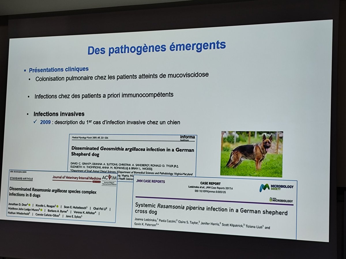 Fungal Respiratory Infections Lab-Angers tweet media