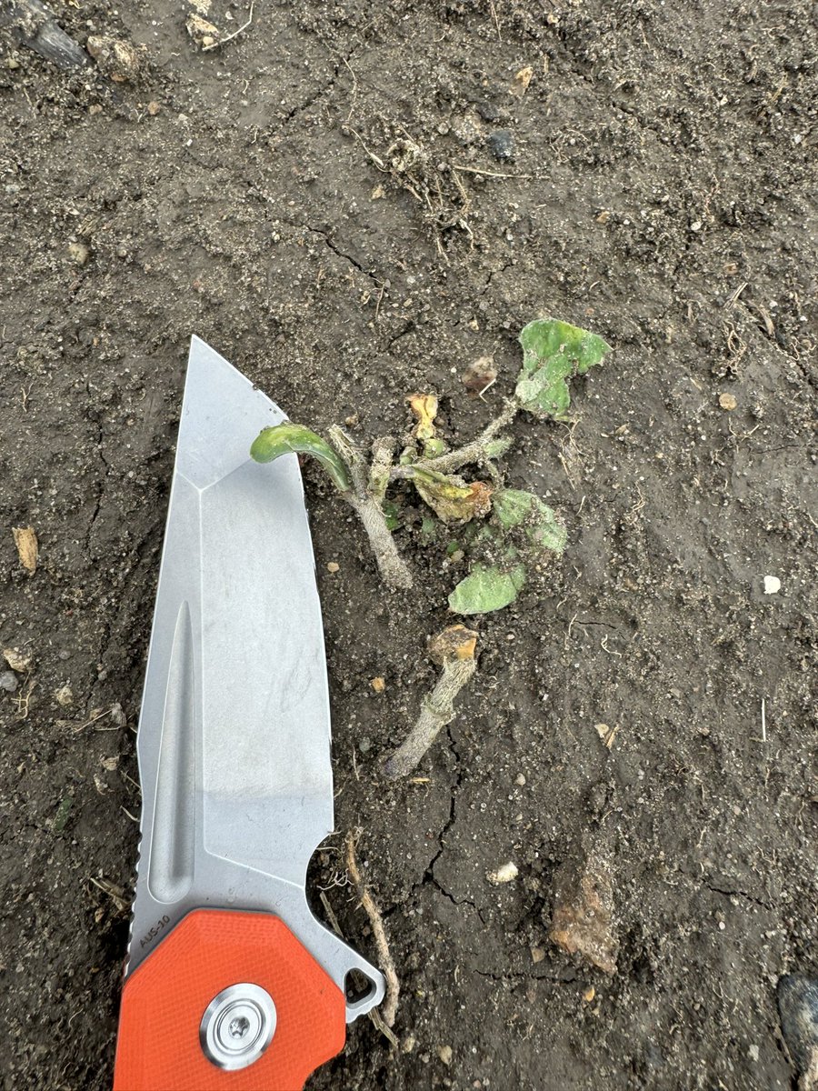 Hail is definitely a 4 letter word. Too early to know for sure but looks like most of these soys will survive. Tough little buggers.