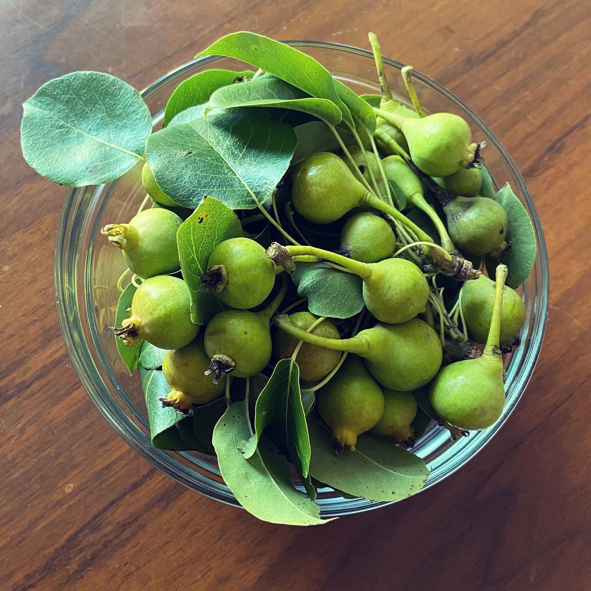Cal_Canela's tweet photo. 🍐Sarmenyes 🌿 què bones! 💚 N’hem collit unes quantes de la sarmenyera i ja ens les hem menjat totes. Unes peres primerenques, 
molt petites i amb molt bon gust!

#fruitsdelaterra #fruitadantes #urgell #peradelleida #catalunyainterior https://t.co/AVfvYIFbr8