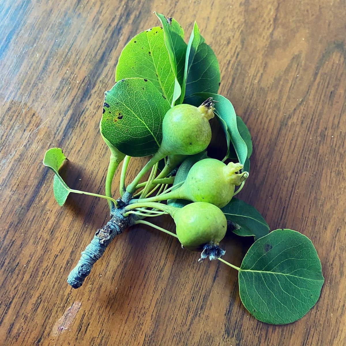 Cal_Canela's tweet photo. 🍐Sarmenyes 🌿 què bones! 💚 N’hem collit unes quantes de la sarmenyera i ja ens les hem menjat totes. Unes peres primerenques, 
molt petites i amb molt bon gust!

#fruitsdelaterra #fruitadantes #urgell #peradelleida #catalunyainterior https://t.co/AVfvYIFbr8