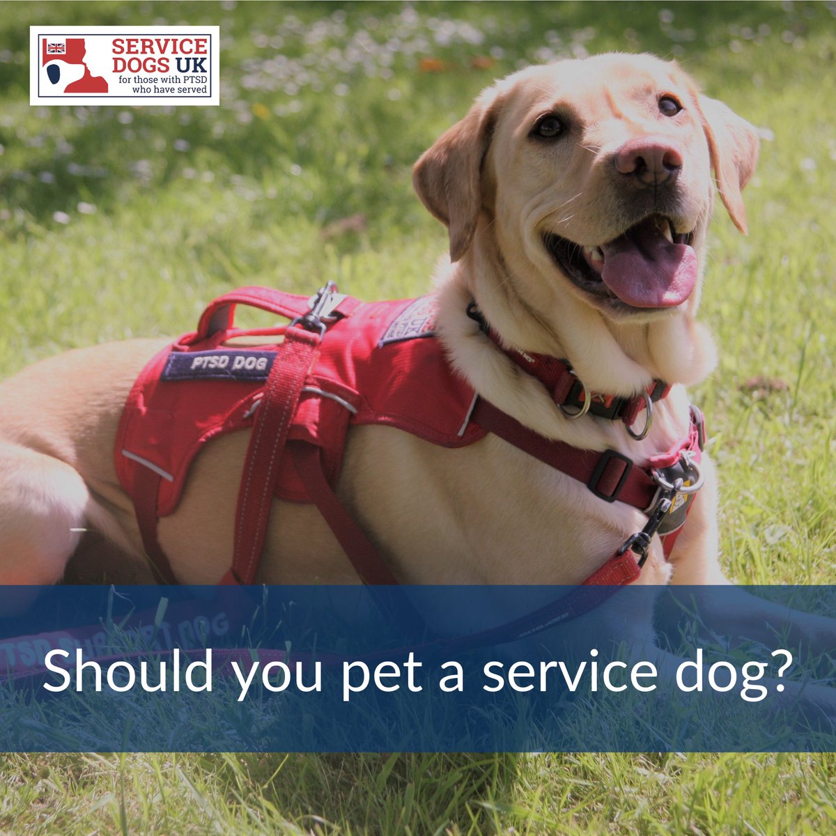 ServiceDogsUK's tweet photo. We know how it is, you see an adorable dog, you want to go over to say hello and pet them!
But, this particular pup may be wearing a red jacket, signaling they are an assistance dog 🐕🦺
Is it ok to pet them? Yes it is, but ONLY with permission!
#dogswothjobs #servicedogs https://t.co/xe9jOGZz2G