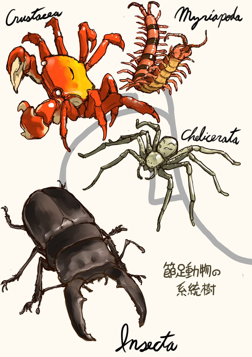 虫の日 なので以前描いた節足動物の系統樹。二十年位前の本だと、昆虫
