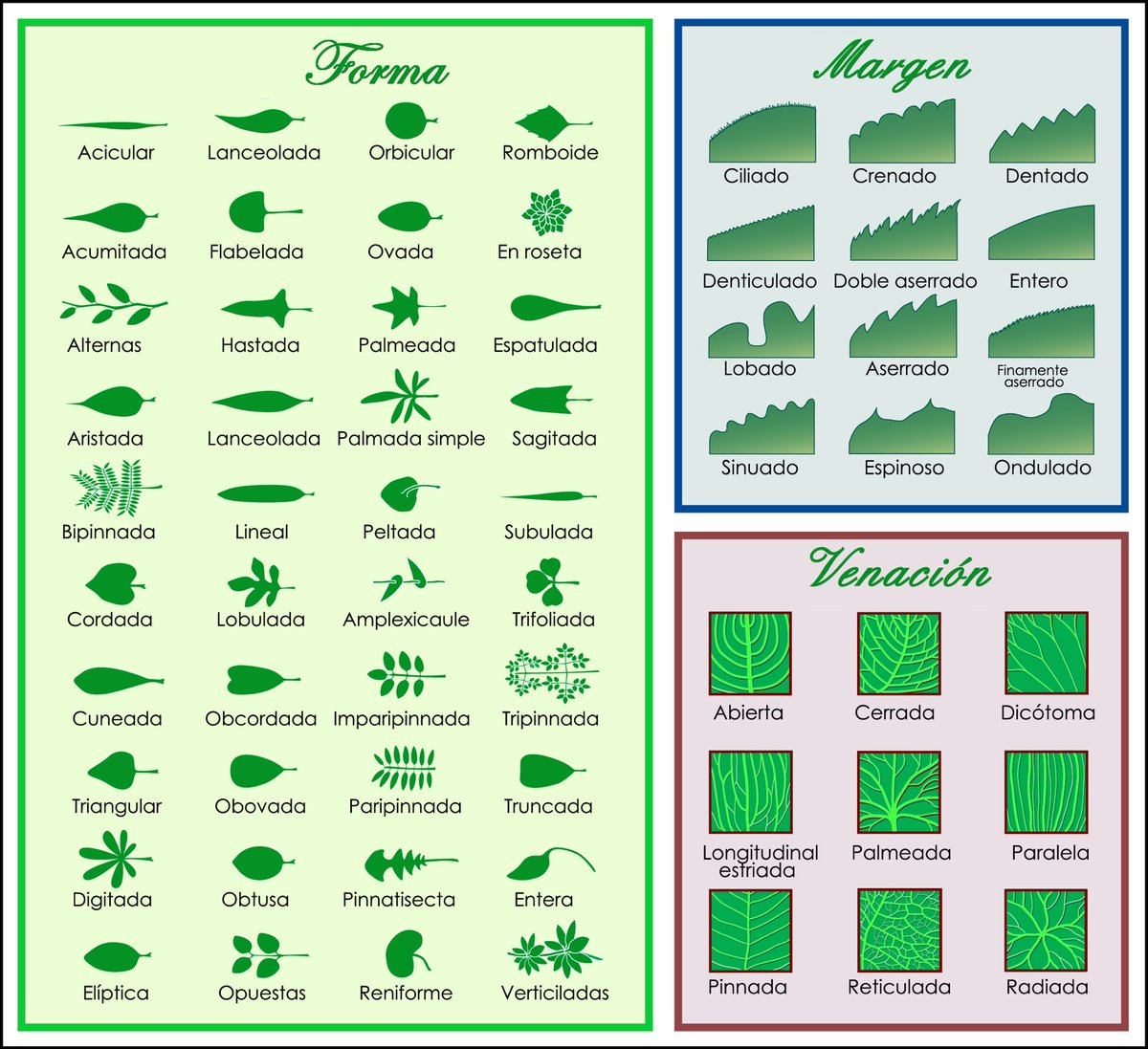 InteresAgro's tweet photo. Morfología foliar: Tipos de hojas de según su forma, margen y venación 🍀🍃🍁🌱🌿 https://t.co/aCYm3zJwfM
